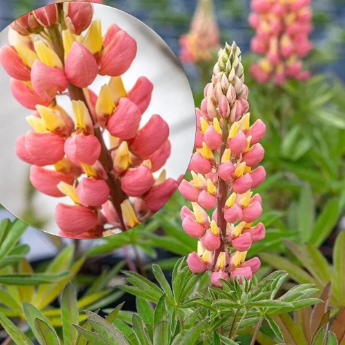 Lupinus polyphyllus 'Tower Salmon-Yellow' - Hulgalehine lupiin 'Tower Salmon-Yellow'